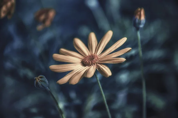 Flower Argyranthemum frutescens — Stock Photo, Image
