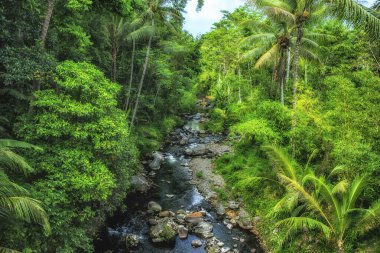 Ormanda tropik bir manzara