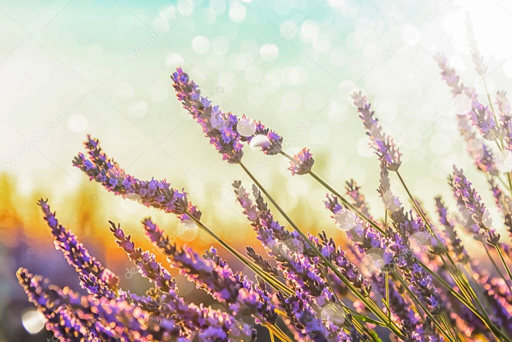 Lavender field in Provence, France