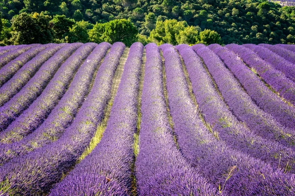 Levendula Mező Provence Ban Franciaországban — Stock Fotó