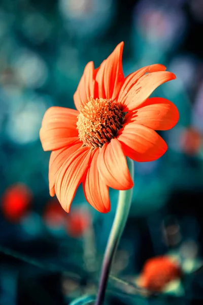 Close Orange Gazania Flower — Stock Photo, Image