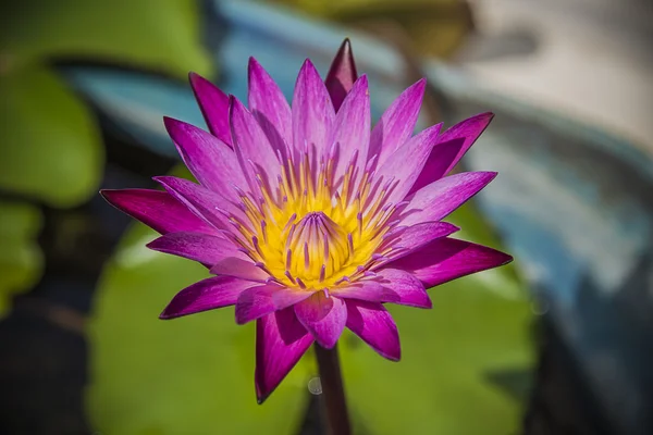 Lotus flower — Stock Photo, Image