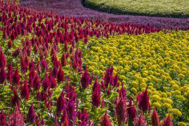 Multi renk Çiçek bahçesinde