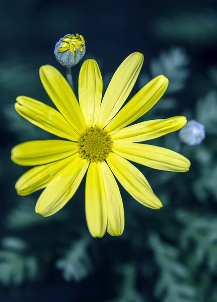 Yellow flower — Stock Photo, Image