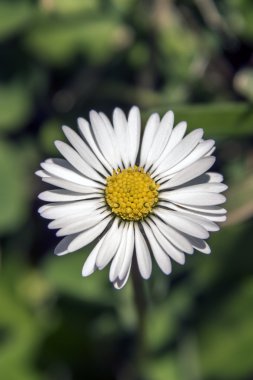 Marguerite.