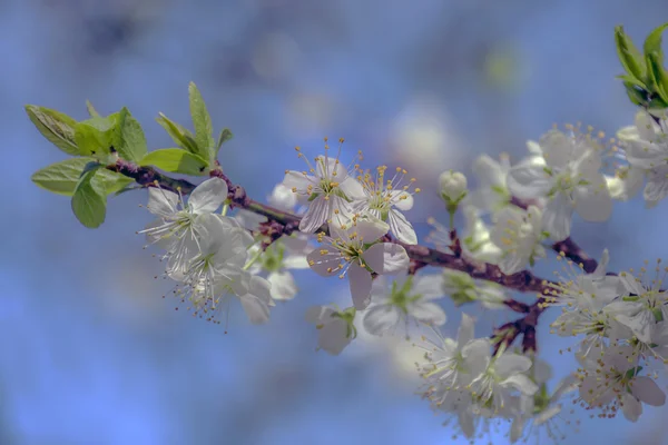 Flores de ameixa — Fotografia de Stock