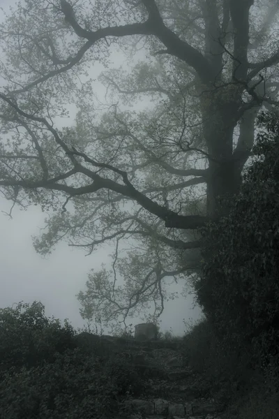 有雾的早晨，在橡树附近 — 图库照片