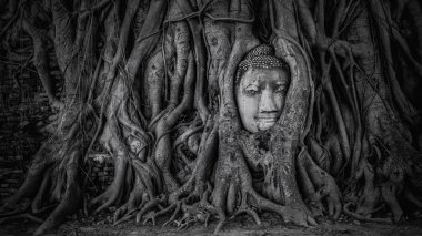 Buddha head in Ayutthaya