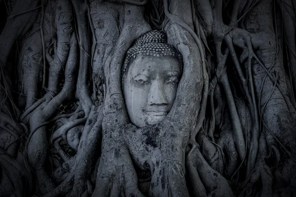 Buddhakopf in Ayutthaya — Stockfoto