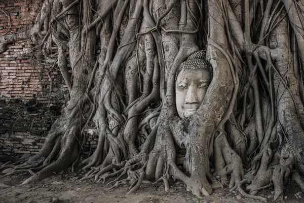 Buddhakopf in Ayutthaya — Stockfoto