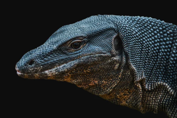 Lagarto de Varanus em preto — Fotografia de Stock