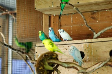 Çizgili papağanlar yuvaların yakınındaki bir dala otururlar.