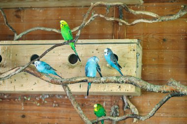 Çizgili papağanlar yuvaların yakınındaki bir dala otururlar.