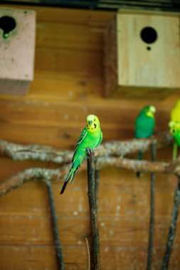 Dala oturmuş yeşil çizgili bir papağan.