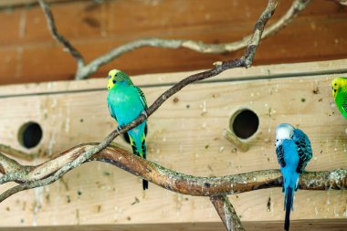 Çizgili papağanlar yuvaların yakınındaki bir dala otururlar.
