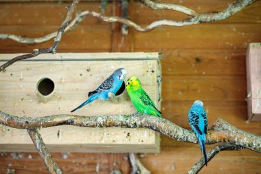 Çizgili papağanlar yuvaların yakınındaki bir dala otururlar.
