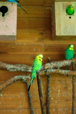 Dala oturmuş yeşil çizgili bir papağan.