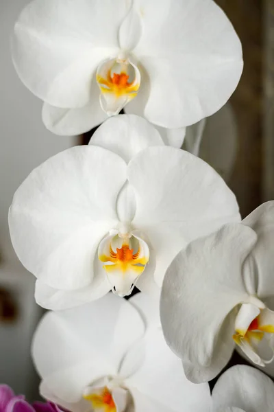 Duża Biała Orchidea Kwitnie Parapecie — Zdjęcie stockowe
