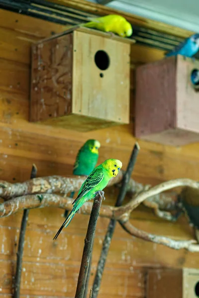 Perroquet Rayé Vert Assis Sur Une Branche — Photo