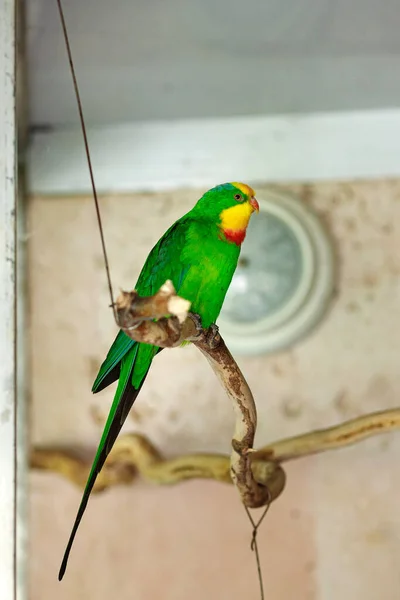Velký Zelený Papoušek Žlutou Hlavou Sedí Větvi — Stock fotografie
