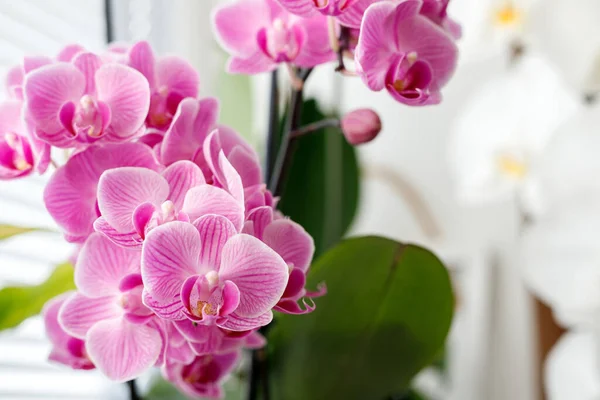 Fioritura Orchidee Rosa Sul Davanzale Della Finestra Foto Stock Royalty Free