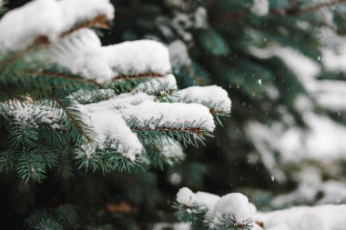 Noel ağacı dalları kışın karla kaplanır.