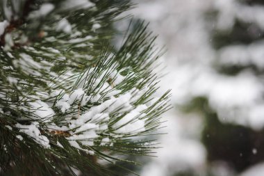 Noel ağacı dalları kışın karla kaplanır.