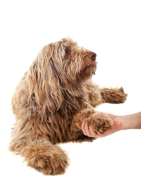 Dogs and human friendship — Stock Photo, Image