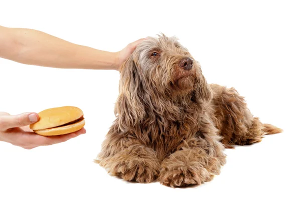 Perro a dieta — Foto de Stock