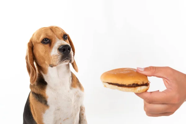 Lindo Perro Beagle Obediente Comiendo Una Sabrosa Hamburguesa Sobre Fondo — Foto de Stock