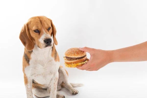 Lindo Perro Beagle Obediente Comiendo Una Sabrosa Hamburguesa Sobre Fondo — Foto de Stock