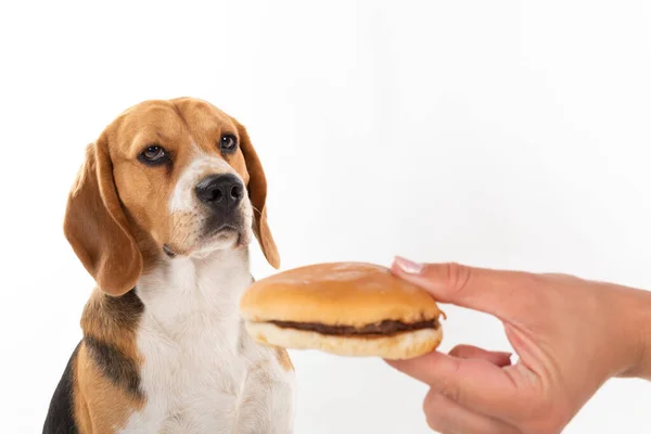 Lindo Perro Beagle Obediente Comiendo Una Sabrosa Hamburguesa Sobre Fondo — Foto de Stock