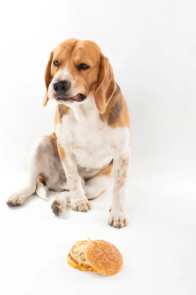 Cão Beagle Obediente Bonito Comendo Hambúrguer Saboroso Fundo Isolado — Fotografia de Stock