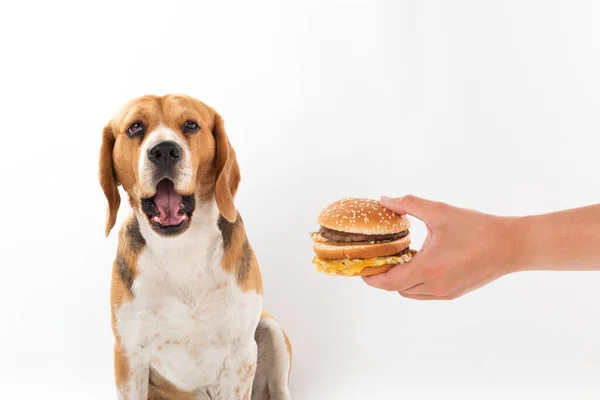 Lindo Perro Beagle Obediente Comiendo Una Sabrosa Hamburguesa Sobre Fondo — Foto de Stock