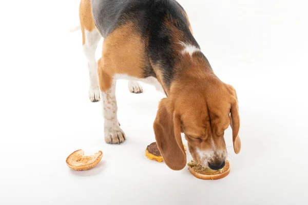 Мила Слухняна Бігль Собака Їсть Смачний Гамбургер Ізольованому Фоні — стокове фото