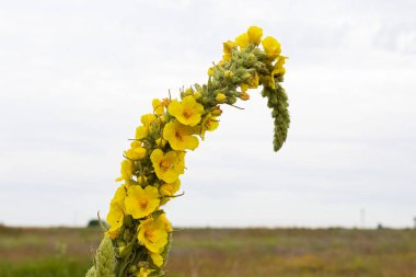 Romanya 'da güzel yaz çiçeklerinin resmi