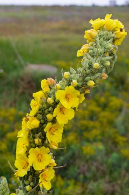 Romanya 'da güzel yaz çiçeklerinin resmi