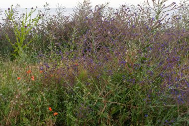 Romanya 'da güzel yaz çiçeklerinin resmi