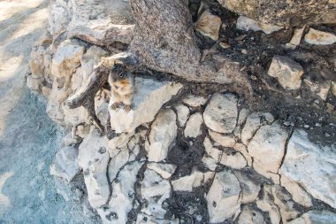 Bir kayanın üzerinde duran sevimli bir sincabın resmi.