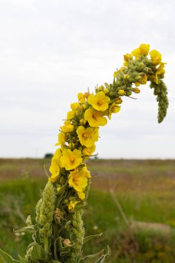 Romanya 'da güzel yaz çiçeklerinin resmi