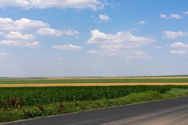 Genç yeşil mısır tarlası güneşli yaz günü