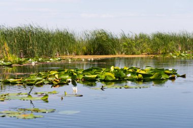 Romanya 'daki Tuna Deltası' nın biyosferinin resmi vahşi doğayı korudu.