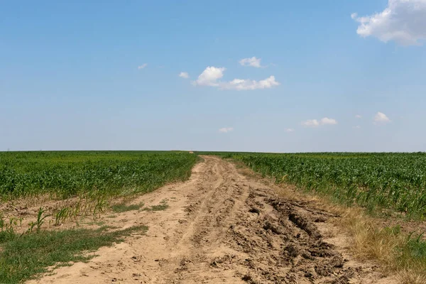 Campo Maíz Verde Joven Soleado Día Verano —  Fotos de Stock