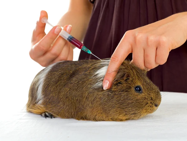 Guinea pig — Stock Photo, Image