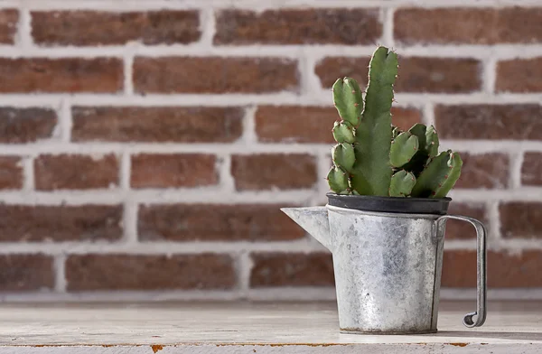 Cactus in vintage zinc pitchers — Stock Photo, Image
