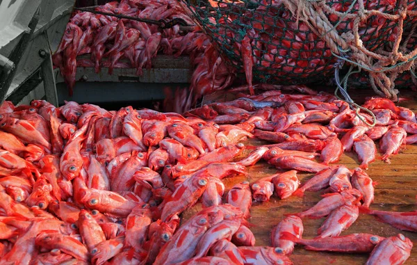 Rybacy Rozładowują Złowione Ryby Atlantycki Dziób Basowy Ładowni Włoka Rybackiego — Zdjęcie stockowe