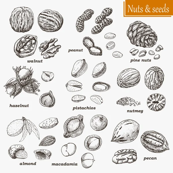 Collection of nuts and seeds — Stock Vector