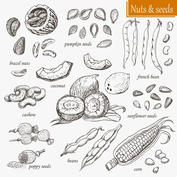 Sammlung isolierter Nüsse und Samen — Stockvektor
