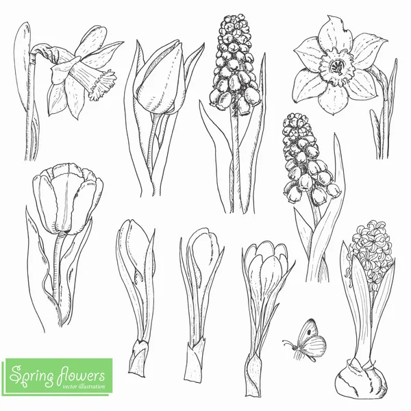 Set of isolated spring flowers on a white background — Stock Vector