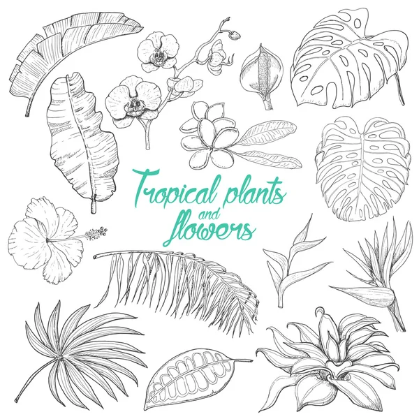 Conjunto de plantas y flores tropicales aisladas — Vector de stock